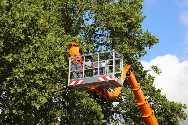 How Our Tree Care Process Works  in  Buenaventura Lakes, FL